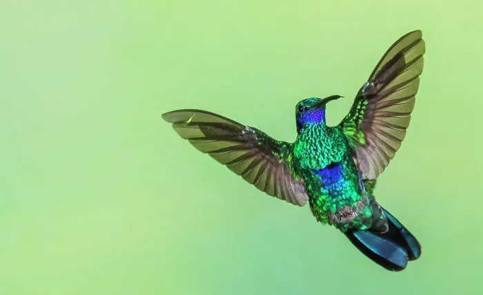 Framed Print : Sparkling violetear flight display in northern Peru