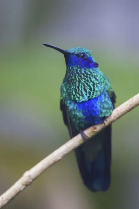 Framed Print : Sparkling violetear hummingbird