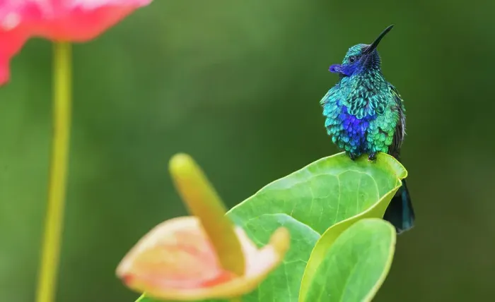 Framed Print : Sparkling violetear hummingbird, territory display in northern Peru Framed Print : Sparkling violetear hummingbird, territory display in northern Peru