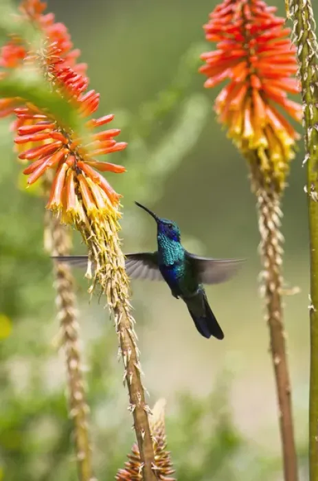 Framed Print : Sparkling Violetear Hummingbird (Colibri coruscans), base of Chimborazo Volcano, Andes Framed Print : Sparkling Violetear Hummingbird (Colibri coruscans), base of Chimborazo Volcano, Andes