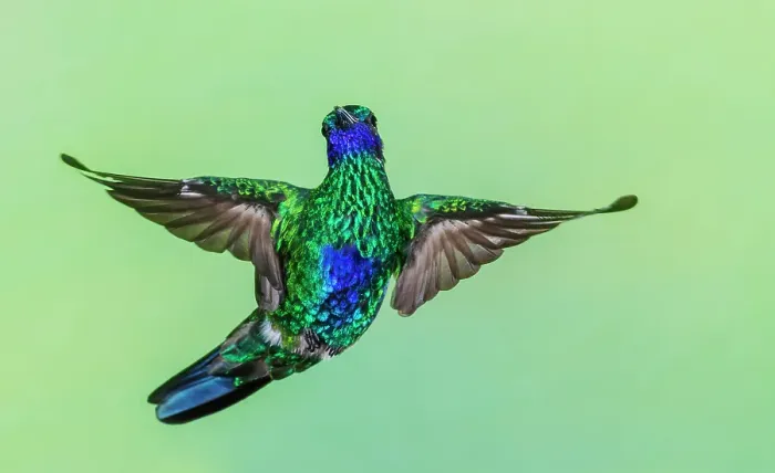 Framed Print : Sparkling violetear hummingbird flying, Northern Peru Framed Print : Sparkling violetear hummingbird flying, Northern Peru
