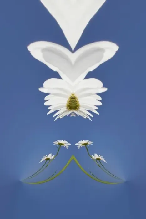 Framed Print : Special effects on daisy flower, Macon, Georgia Framed Print : Special effects on daisy flower, Macon, Georgia