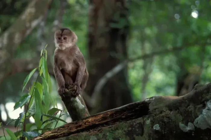 Framed Print : one of four species of the spider monkey in the Amazon jungle, Ecuador, South America