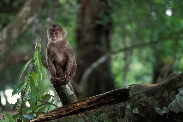 one of four species of the spider monkey in the Amazon jungle, Ecuador, South America