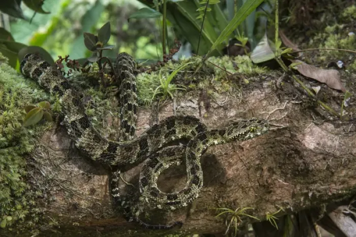 Framed Print : Speckled forest-pitviper (Bothriopsis taeniata)Amazon, ECUADOR. Vivarium ID # 3348 Framed Print : Speckled forest-pitviper (Bothriopsis taeniata)Amazon, ECUADOR. Vivarium ID # 3348