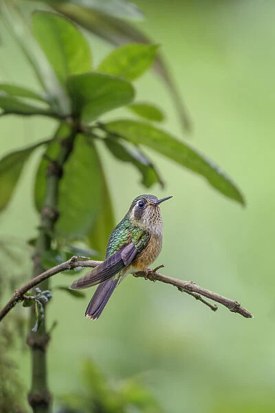 Speckled hummingbird, Ecuador
