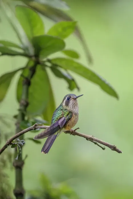 Framed Print : Speckled hummingbird, Ecuador Framed Print : Speckled hummingbird, Ecuador