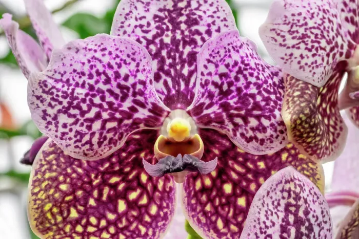 Framed Print : Speckled moth orchid Framed Print : Speckled moth orchid