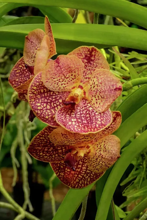 Framed Print : Speckled vanda orchid Framed Print : Speckled vanda orchid