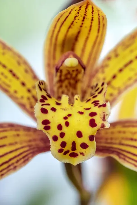 Framed Print : Speckled yellow Orchid Framed Print : Speckled yellow Orchid
