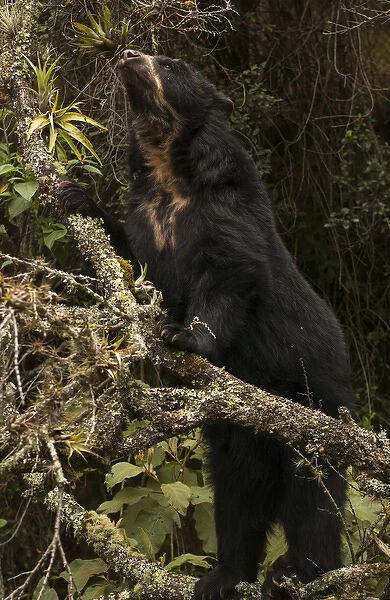 Spectacled or Andean Bear (Tremarctos ornatus) Cloud Forest and Paramo Habitat, Andes