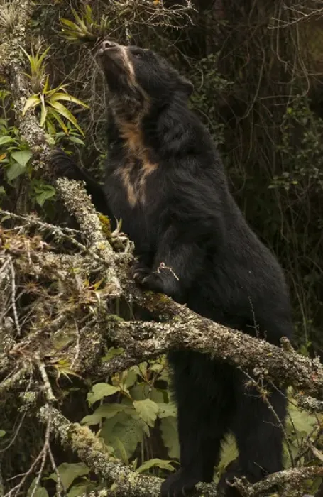 Framed Print : Spectacled or Andean Bear (Tremarctos ornatus) Cloud Forest and Paramo Habitat, Andes