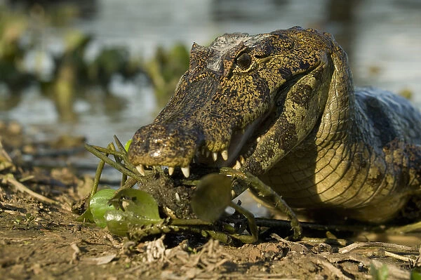Spectacled Caimen, Caiman crocodilus, by the rivers edge in the Pantanal, Brazil