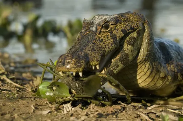 Framed Print : Spectacled Caimen, Caiman crocodilus, by the rivers edge in the Pantanal, Brazil
