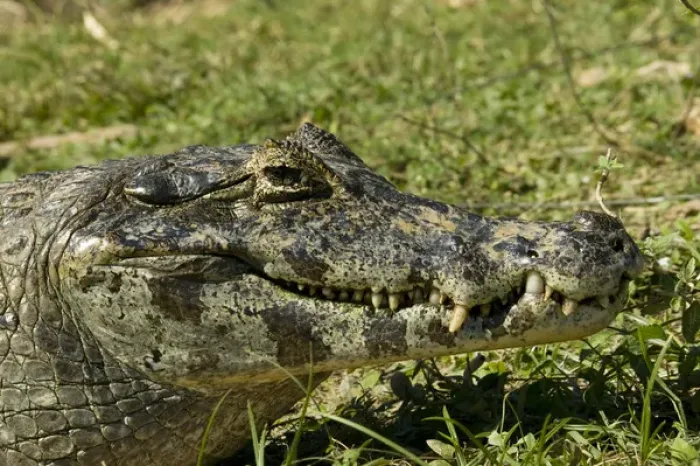 Framed Print : Spectacled Caimen, Caiman crocodilus, by the rivers edge in the Pantanal, Brazil Framed Print : Spectacled Caimen, Caiman crocodilus, by the rivers edge in the Pantanal, Brazil