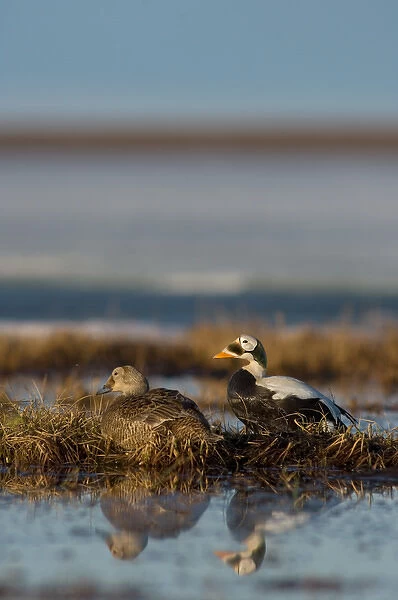 spectacled eider, Somateria fischeri, pair on a freshwater pond, National Petroleum Reserves