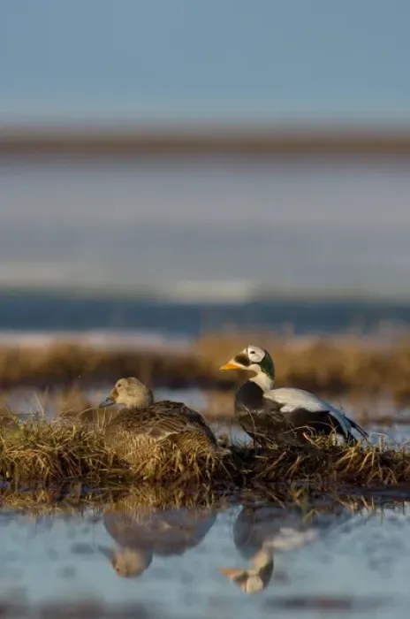 Framed Print : spectacled eider, Somateria fischeri, pair on a freshwater pond, National Petroleum Reserves