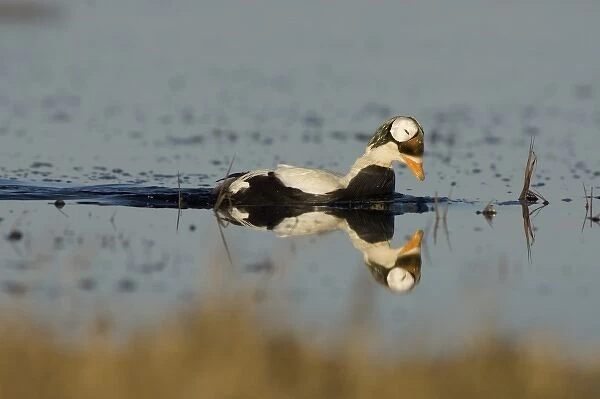 spectacled eider, Somateria fischeri, male on a freshwater lake, National Petroleum Reserves