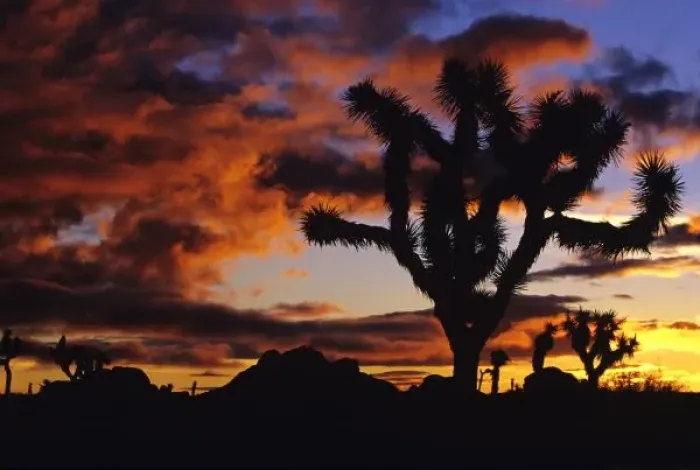 Framed Print : Spectacular Sunrise at Joshua Tree National Park in California Framed Print : Spectacular Sunrise at Joshua Tree National Park in California