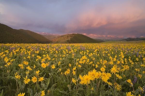Spectacular wildflower meadow at sunrise in the Bighorn Mountains of Wyoming