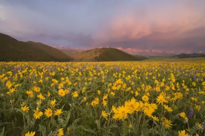 Framed Print : Spectacular wildflower meadow at sunrise in the Bighorn Mountains of Wyoming