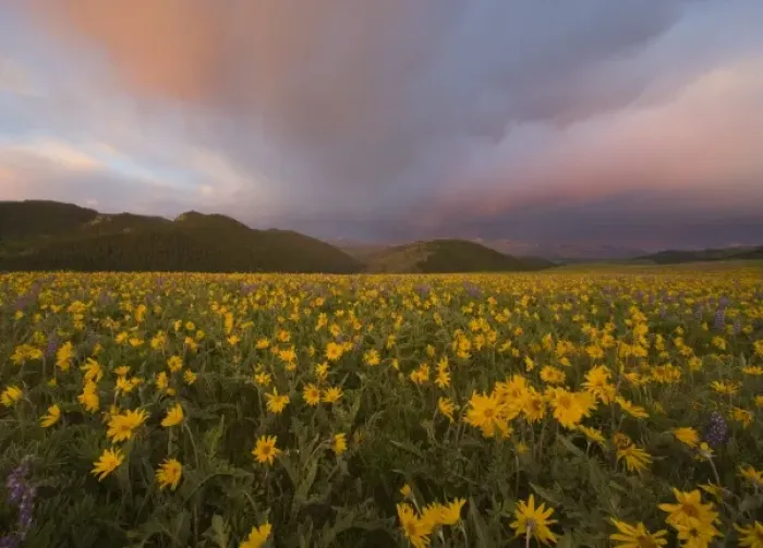 Framed Print : Spectacular wildflower meadow at sunrise in the Bighorn Mountains of Wyoming