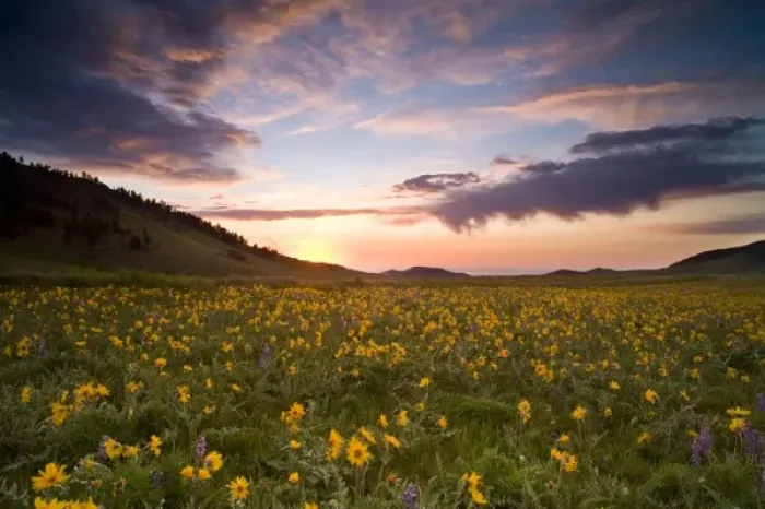 Framed Print : Spectacular wildflower meadow at sunrise in the Bighorn Mountains of Wyoming