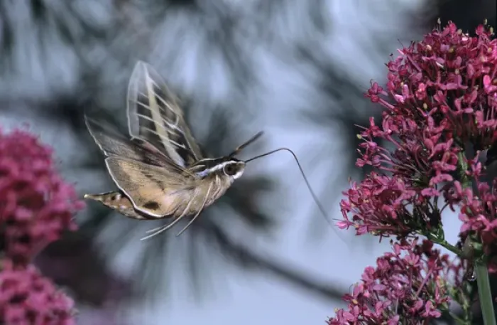 Framed Print : Sphinx Moth (Hyles lineata) on a Valerian. Salt Lake City, Utah