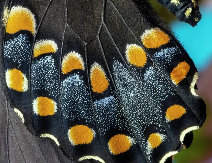 Framed Print : Spicebush butterfly, close-up of wing detail Framed Print : Spicebush butterfly, close-up of wing detail