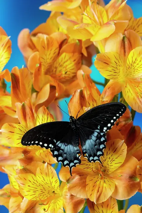 Framed Print : Spicebush butterfly on flowers of Peruvian lily Framed Print : Spicebush butterfly on flowers of Peruvian lily