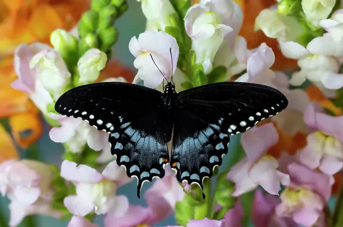 Framed Print : Spicebush butterfly on flowers of pink snapdragon Framed Print : Spicebush butterfly on flowers of pink snapdragon
