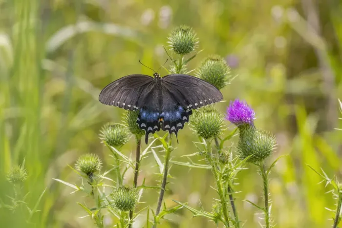 Framed Print : Spicebush swallowtail on Bull thistle