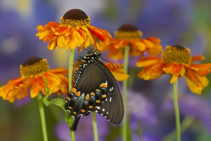 Framed Print : Spicebush Swallowtail Butterfly, Papilio troilus Framed Print : Spicebush Swallowtail Butterfly, Papilio troilus