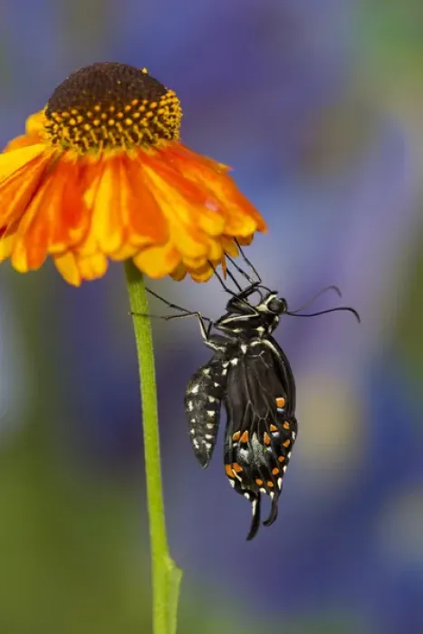 Framed Print : Spicebush Swallowtail Butterfly, Papilio troilus Framed Print : Spicebush Swallowtail Butterfly, Papilio troilus