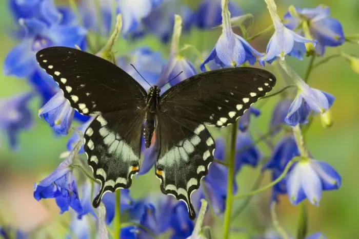 Framed Print : Spicebush Swallowtail Butterfly, Papilio troilus Framed Print : Spicebush Swallowtail Butterfly, Papilio troilus