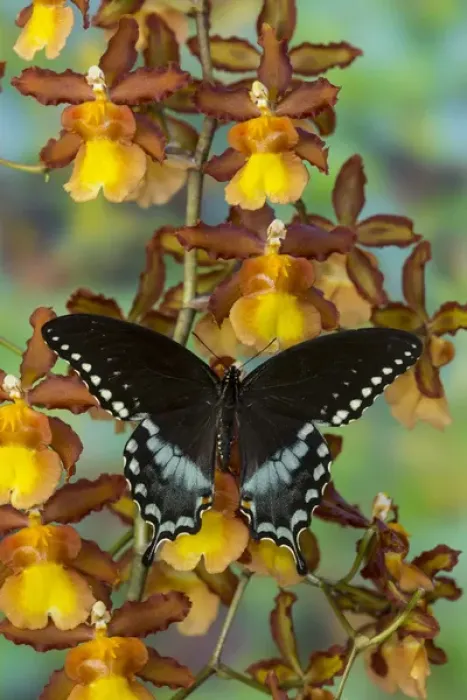 Framed Print : Spicebush Swallowtail Butterfly, Papilio troilus Framed Print : Spicebush Swallowtail Butterfly, Papilio troilus