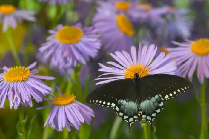 Framed Print : Spicebush Swallowtail Butterfly, Papilio troilus Framed Print : Spicebush Swallowtail Butterfly, Papilio troilus