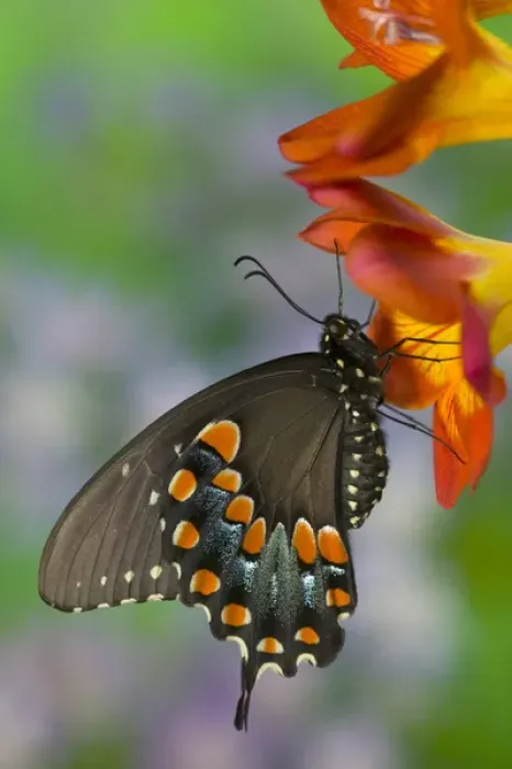 Framed Print : Spicebush Swallowtail Butterfly, Papilio troilus Framed Print : Spicebush Swallowtail Butterfly, Papilio troilus