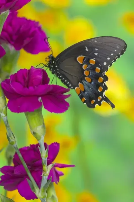 Framed Print : Spicebush Swallowtail Butterfly, Papilio troilus Framed Print : Spicebush Swallowtail Butterfly, Papilio troilus