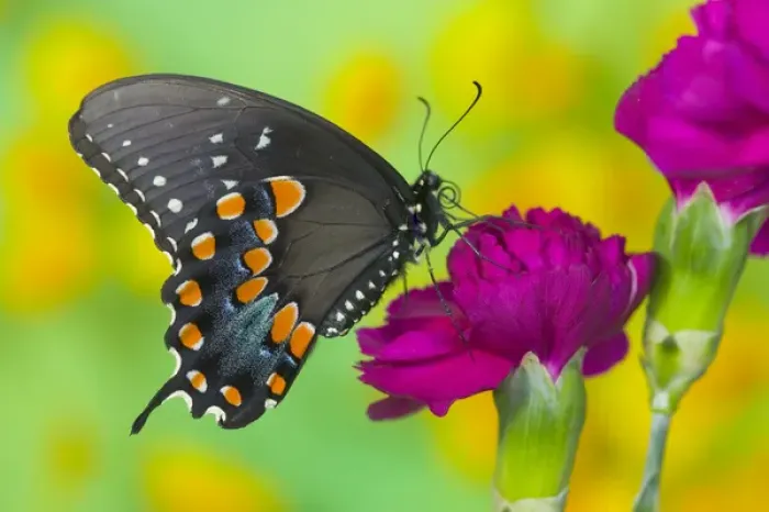 Framed Print : Spicebush Swallowtail Butterfly, Papilio troilus