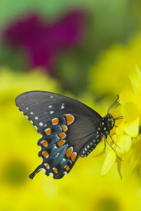 Framed Print : Spicebush Swallowtail Butterfly, Papilio troilus Framed Print : Spicebush Swallowtail Butterfly, Papilio troilus