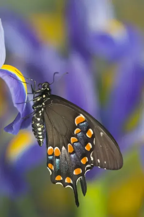 Framed Print : Spicebush Swallowtail Butterfly, Papilio troilus