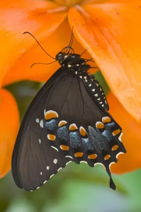 Framed Print : Spicebush Swallowtail Butterfly, Papilio troilus Framed Print : Spicebush Swallowtail Butterfly, Papilio troilus