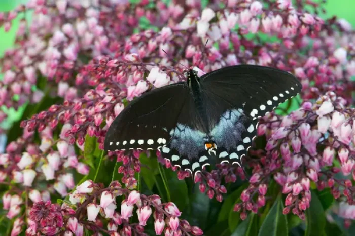 Framed Print : Spicebush Swallowtail Butterfly, Papilio troilus Framed Print : Spicebush Swallowtail Butterfly, Papilio troilus