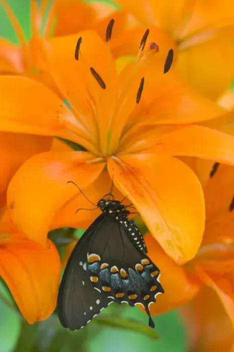 Framed Print : Spicebush Swallowtail Butterfly, Papilio troilus