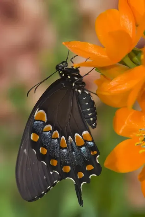 Framed Print : Spicebush Swallowtail Butterfly, Papilio troilus