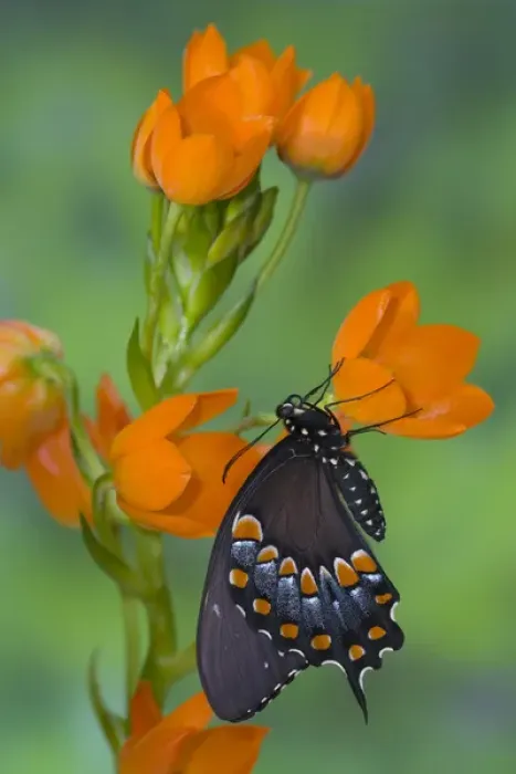Framed Print : Spicebush Swallowtail Butterfly, Papilio troilus Framed Print : Spicebush Swallowtail Butterfly, Papilio troilus