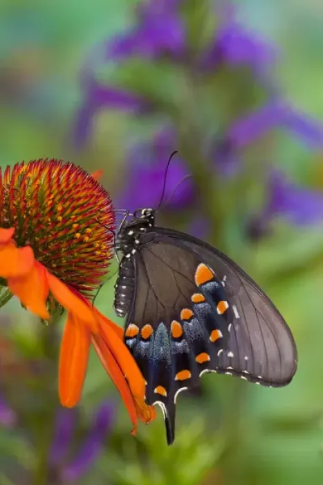 Framed Print : Spicebush Swallowtail Butterfly, Papilio troilus Framed Print : Spicebush Swallowtail Butterfly, Papilio troilus