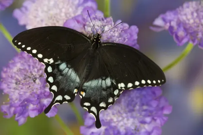 Framed Print : Spicebush Swallowtail Butterfly, Papilio troilus