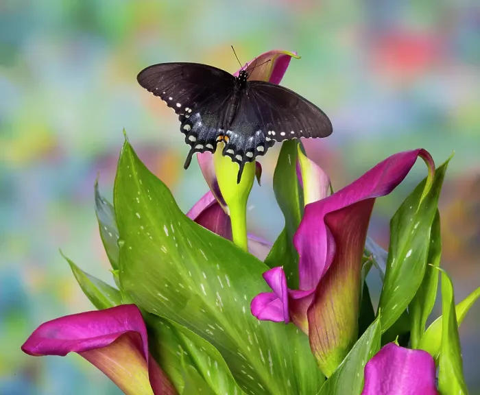 Framed Print : Spicebush swallowtail butterfly resting on calla lily